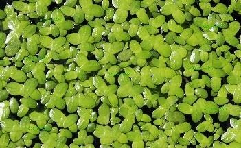 Amazon.com : Duckweed (Lemna Minor) - 100/200/500 Live Plants (100) by Aqua  Habit : Garden & Outdoor