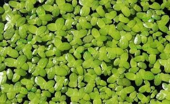 Amazon.com : Duckweed (Lemna Minor) - 100/200/500 Live Plants (100) by Aqua  Habit : Garden & Outdoor