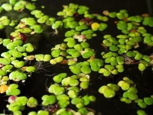 Giant Duckweed (Spirodela polyrhiza) - Extra Large Portion with 200+ Pods