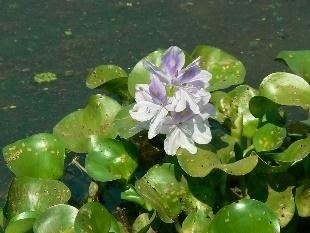 Common Water Hyacinth | Common name: Water Hyacinth, Kabokka… | Flickr