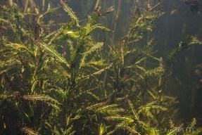Image - Potamogeton crispus (Curled Pondweed) | BioLib.cz