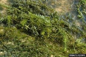 Hydrilla – New York Invasive Species Information