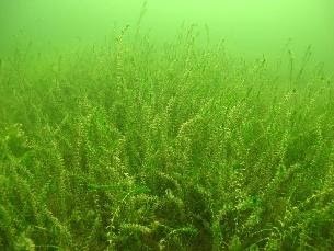 Elodea canadensis (photo by Piotr Dynowski 2011) | Download Scientific  Diagram