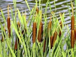 Typha latifolia – ePond