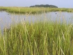 The ubiquitous SC coastal marsh grass is no longer called spartina | The  Citadel Today
