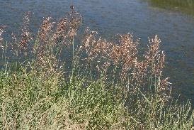 Phalaris arundinacea|reed canary-grass|Poaceae –