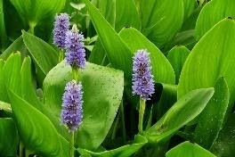 Pontederia cordata (Pickerel Weed)
